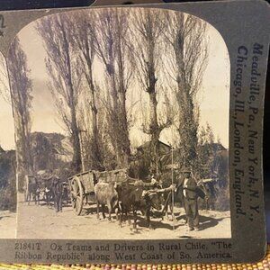 Ox Teams and Drivers in Rural Chile Stereoview Keystone View Co. 1900s